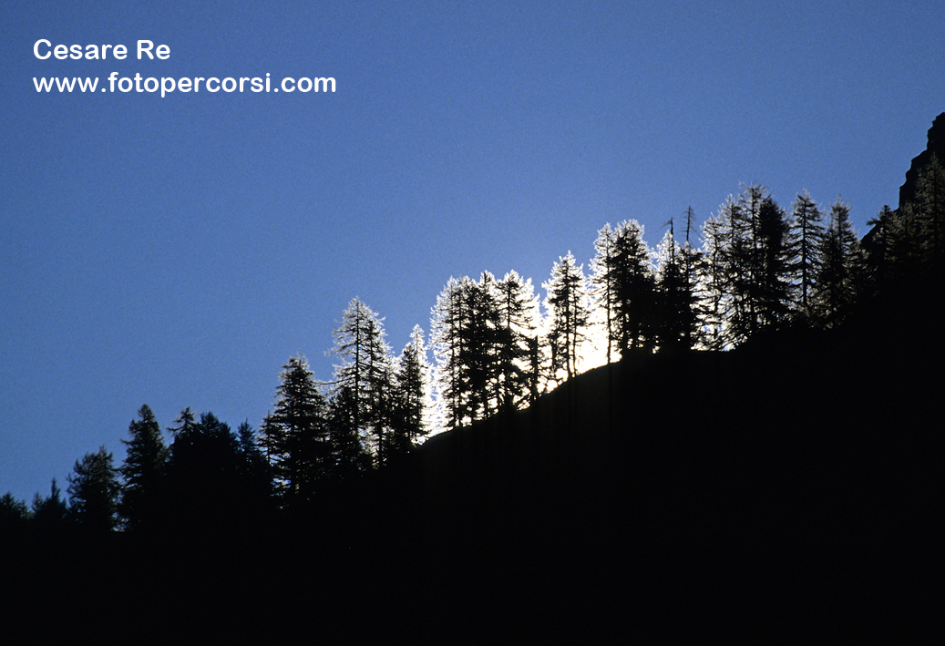 Il sole sorge dietro ad un gruppo di larici. Misurazione spot sul cielo, per rendere gli alberi ancora più scuri. Nikon F90x, Nikkor 300mm f 4, Velvia. Treppiede. Alpe Devero.